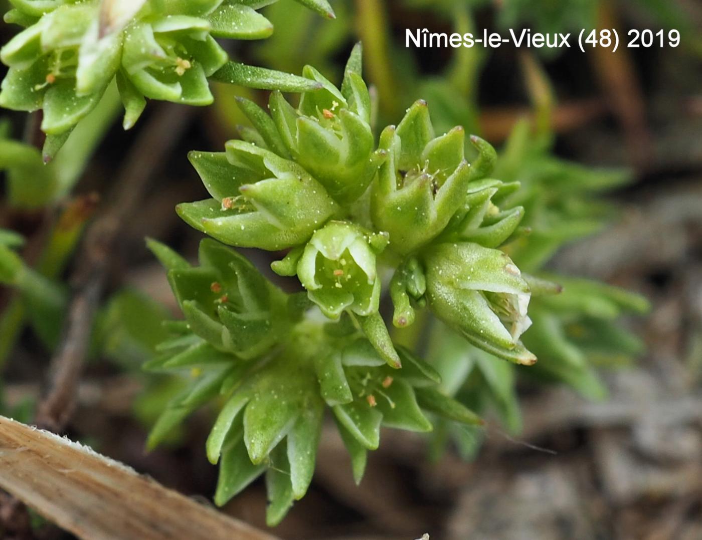 Knawel, Annual flower